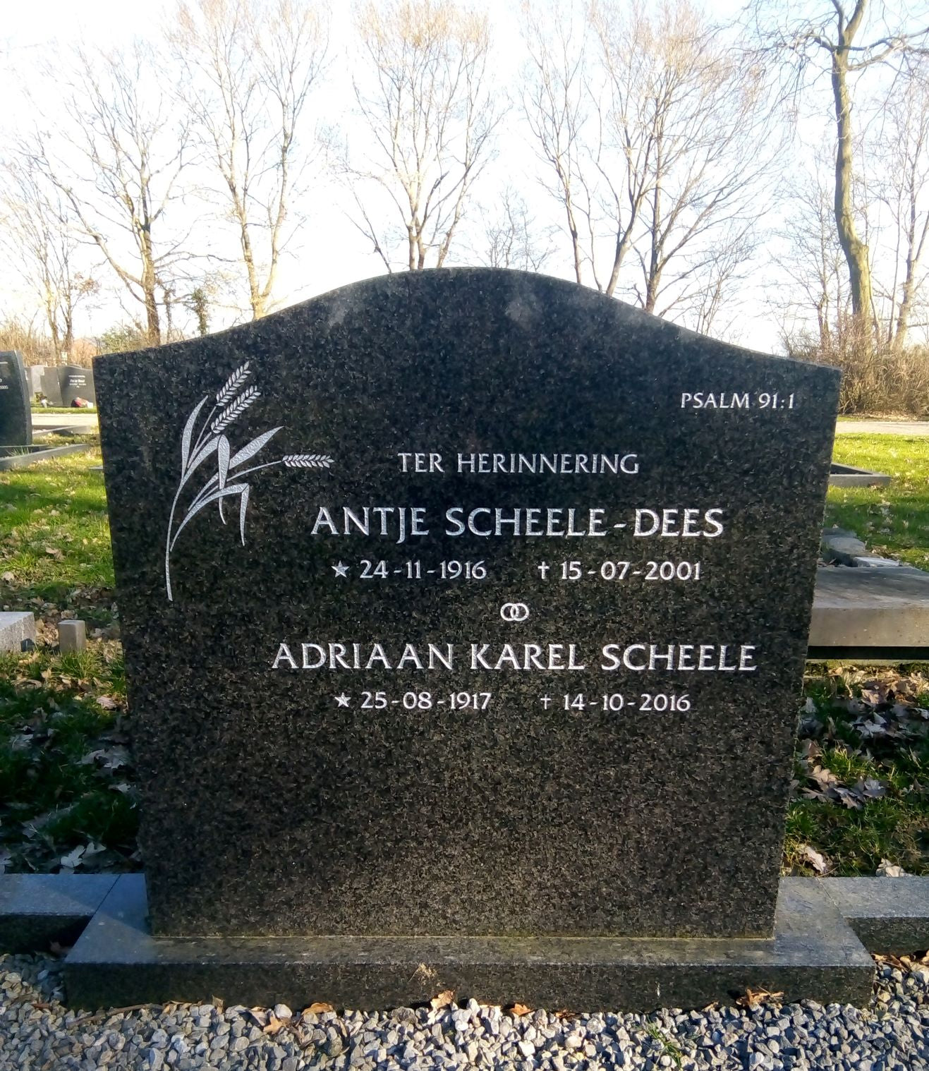 Antje Scheele-Dees